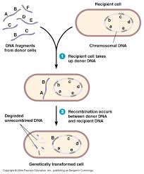 Microbial Genetics 6 Bacterial Transformation Cell Transformation Genetics
