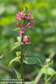 Image result for Stachys