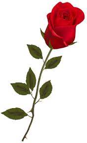 Beautiful Stem Red Rose Png Clipart Red Rose Png Rose Png Rose Flower Png