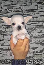sivava yavru ilanlari 05412625843 sivava kopekler chihuahua kopek