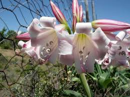 Image result for Crinum lugardiae