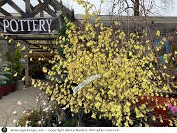 Image result for Pycreus xantholepis