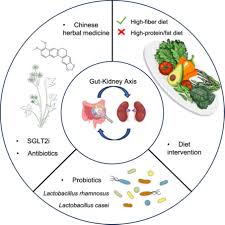 Gut–X axis - Lin - 2025 - iMeta - Wiley Online Library