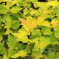More images for darts gold shrub » Physocarpus Opulifolius Dart S Gold Mail Order Trees