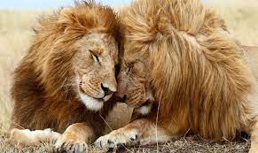 265,400 likes · 9,507 talking about this. 20 Curiosidades De Los Leones Los Reyes De La Sabana