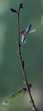 Image result for Grona triflora