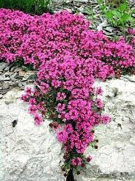 The plant doesn't require much fertilizer to germinate. Rock Wall Landscapes For Your Yard Plants Rock Wall Landscape Perfect Plants
