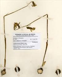 Image result for Nervilia kotschyi