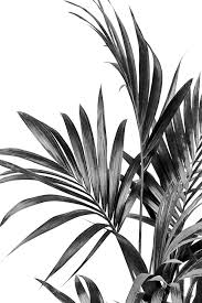 Black And White Plants Aesthetic Palm Leaves Black And White 01 Art Print By Amini54 X Small In 2020 Black And White Photo Wall Black And White Wall Art Black Aesthetic Wallpaper