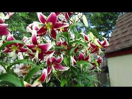 Check spelling or type a new query. How Many Types Of Lily Flowers Are There Rolling Greens Nursery