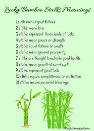 Lucky Bamboo Plant Growing Tips Dracaena Sanderiana Plant Care Modern Design In 2020 Lucky Bamboo Plants Bamboo Plants Lucky Bamboo