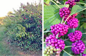 1x artificial plant berry flower fake olive fruit bean branch flowers home decor. American Beautyberry What Time Is It In Nature Nc Museum Of Natural Sciences Blogs