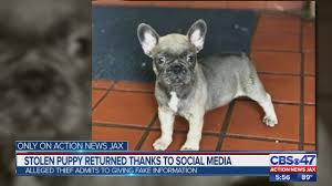 Maybe you would like to learn more about one of these? Middleburg Breeder Says 5 000 French Bulldog Stolen By Woman Who Vowed To Love It To Death Action News Jax