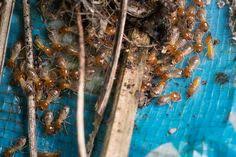 Tucson, az pest control services. Action Termite Control Actiontermite Profile Pinterest