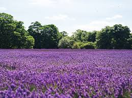 #purple fields #into the woods #collorfull #hiking #dutch national natural park #naturescape #trees #original photographers #photographers on tumblr. Royalty Free Photo Purple Flower Field Pickpik