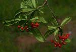 Image result for Apocynaceae subfamilies Apocynoideae and Rauvolfioideae
