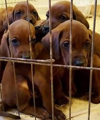 See more of pondholler redbone coonhounds on facebook. Crimson Dawn Redbones Redbone Coonhound Breeder Colorado Springs Colorado