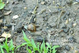 Some snails (see below for how and where to collect them). 3 Ways To Get Rid Of Snails Western Garden Centers