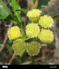 Image result for Psiadia punctulata