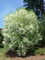 Image result for Chionanthus
