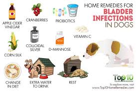 Home Remedies For Bladder Infections In Dogs Top 10 Home Remedies Bladder Infection In Dogs Dog Remedies Dog Allergies