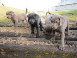Maybe you would like to learn more about one of these? Silver Labrador Akc Akc Registered Breeders Iowa
