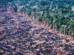 The Face Of Deforestation In The Peruvian Amazon Slash And Burn As We Colonize New Stretches Of The Rainforest Deforestation Brazil Rainforest Rainforest