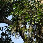 Image result for Holarrhena floribunda