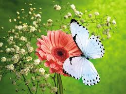 صور فراشة احلي صور الفراشات بألوان خيالية وجميلة ميكساتك