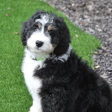 Black Bernese Mountain Dog Poodle Mix Pin On Beloved Bernedoodles