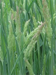 Image result for Holcus