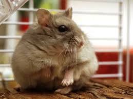 Hamster Background Wallpapers And About The Hamster Goruntuler Ile