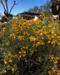Image result for Senna artemisioides