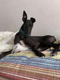 Грейхаунд (2020) greyhound боевик, война, драма, исторический режиссер: Act Fast If You Want To Adopt A Racing Greyhound The Greyhound Glut Is Over Here Now