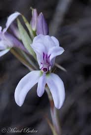 Image result for Disa katangensis