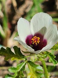 Image result for Hibiscus tridactylites