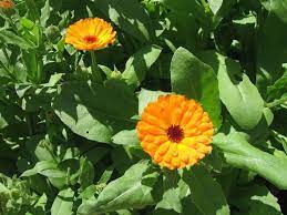 Pin On Medicinal Plants In Macedonia