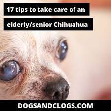 17 Tips To Take Care Of An Elderly Senior Chihuahua