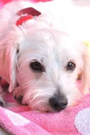 They have opened their home and their hearts, and given their all to save so many lives that no one else saw any value in. 45 Lucky Pup Dog Rescue San Diego Ideas Pup Rescue Dogs Shelter Dogs