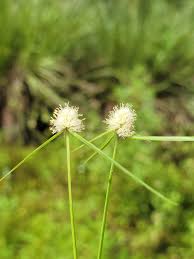 Image result for Kyllinga bulbosa