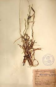 Image result for Microstegium nudum