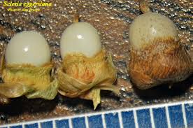 Image result for Scleria sp.no.1