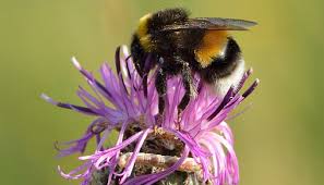 Image result for Bombus cryptarum