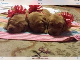 We look forward to hearing from you. Adorable Akc Golden Retriever Puppies For Sale In La Mirada California Classified Americanlisted Com