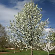 The pear comes from the genus pyrus, and belongs to the same family as the apple, maloideae. Bradford Pear Texas Pecan Nursery