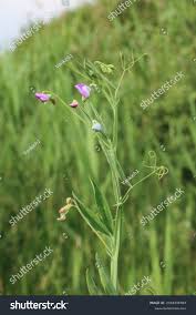 Image result for Lathyrus hirsutus