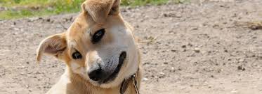 What does a spider bite look like? Common Bug Bites On Dogs Signs Prevention And Treatment Hill S Pet
