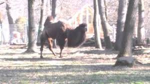 Context sentences for cămilă (cu o cocoaşă) in english. Camila Cu Doua Cocoase Youtube