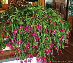 Thanksgiving cactus or christmas cactus blooming in march? Conrad Art Glass Gardens Christmas Letter Christmas Cactus Plant Cactus House Plants Christmas Cactus
