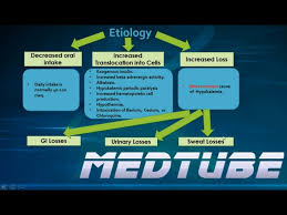Image result for Transtubular Potassium Gradient